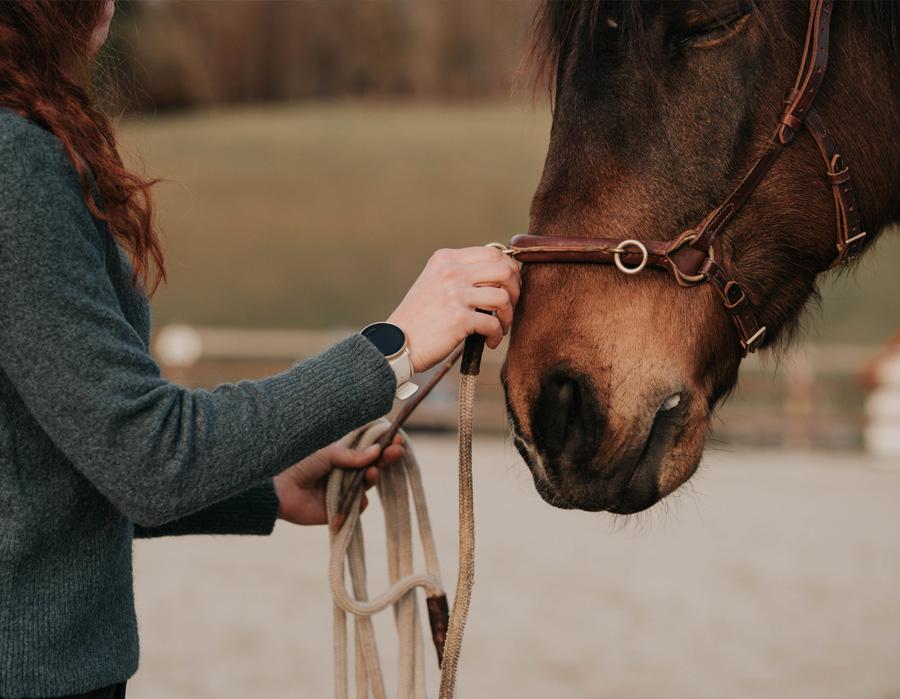 Bodenarbeit am Kappzaum
